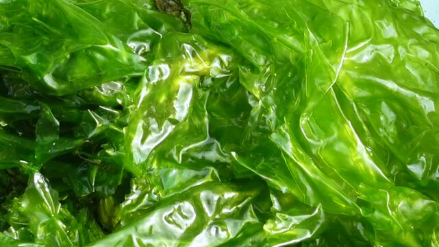 A close-up view of a macroscopic algae with a leaf-like flattened thallus and a light to dark green color. Sea lettuce is a new food source for humans.