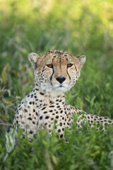Portrait of a cheetah in the grass