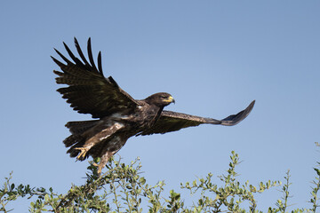 African Tawny Eagle taking off from the top of a tree