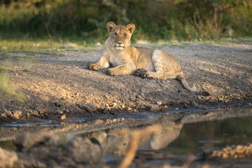 Lion cub lying next to water at sunrise