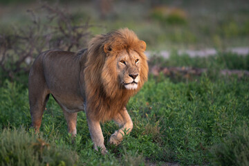 African male lion at sunrise