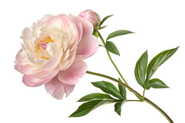 Fototapeta premium Peony 