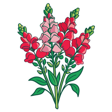 colorful snapdragon flowers bouquet drawing clip art preview