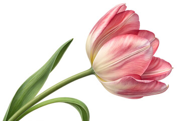 Naklejka premium Tulip