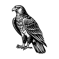 Fototapeta premium A vintage style illustration of a falcon bird