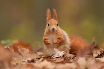 Red squirrel Sciurus vulgaris eurasian cute darling forest meadow animal red rusty in nature eyes beautiful loving, tree filbert collect nuts draw village, runs jump fast cubs caress, big ears, Europe