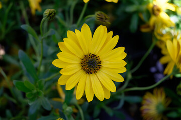 Cape Marguerite Yellow Daisy flower