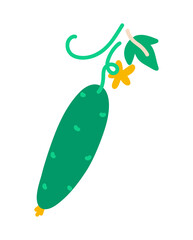 Vector of Fresh cucumber isolated on white background