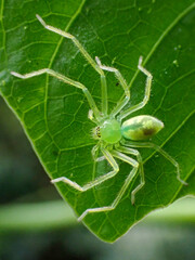 Green spider