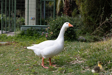 white goose on a green grass