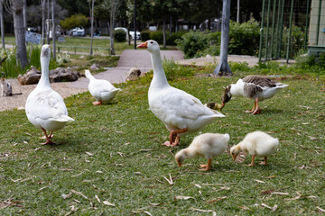 geese in the park