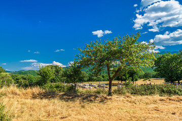 rural sceneries during the transhumance season of a cow  herd, Val d'Agri, Basilicata, Italy