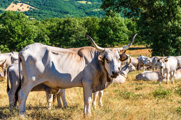 Obraz premium rural sceneries during the transhumance season of a cow herd, Val d'Agri, Basilicata, Italy