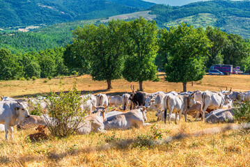 rural sceneries during the transhumance season of a cow  herd, Val d'Agri, Basilicata, Italy