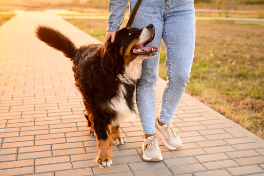 Woman strolls along sidewalk walking her Bernese Mountain Dog on leash at sunset, enjoying fresh air and time spent together, petting her pet. Professional dog walker, dog sitter,