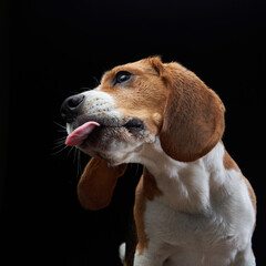 A beagle turns its head while licking, creating a dynamic profile shot against a black background....