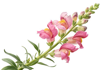 Fototapeta premium Snapdragon