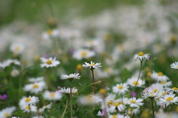 A vibrant field filled with delicate white daisies, each with yellow centers, creating a sea of flowers. The soft focus and greenery in the background enhance the beauty of the blossoming scene.