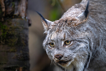 Canada Lynx (Lynx canadensis) Searching for Food