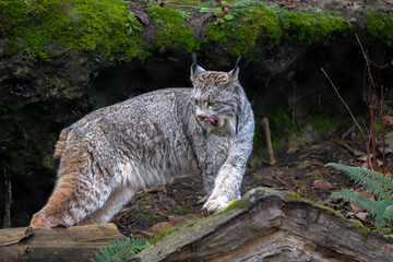 Canada Lynx (Lynx canadensis) Searching for Food © Hanjo Hellmann