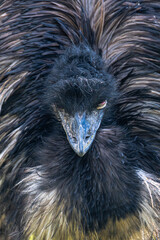 Portrait of a Common Emu (Dromaius novaehollandiae)