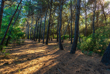 Fototapeta premium forest near to the beach of policoro, matera, basilicata,
