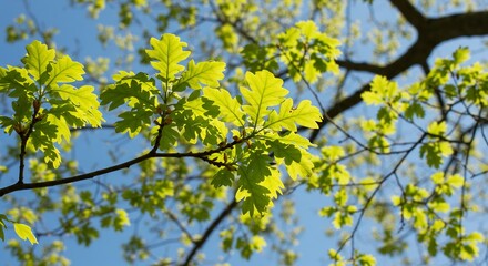 Fototapeta premium 新緑輝く木漏れ日、春の芽吹き鮮やか