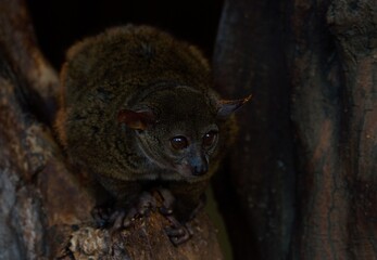 Garnett´s greater galago