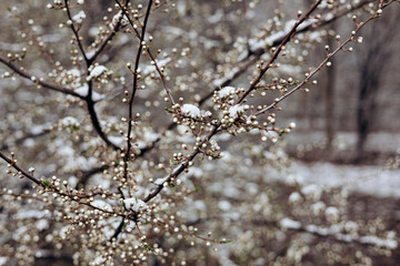 The branches of a tree blooming in spring are covered with snow.