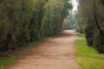 Camino de tierra con cipreses a los lados en ruta del museo gratuito de la sal de Santa Pola, España
