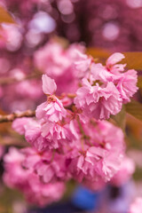 pink cherry blossom in spring