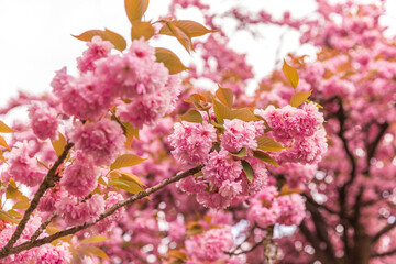 pink cherry blossom in spring