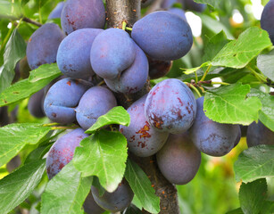 Plums ripen on a tree branch