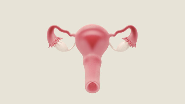 Ovary Uterus Fallopian Tube Cervix Vagina 3D Illustration