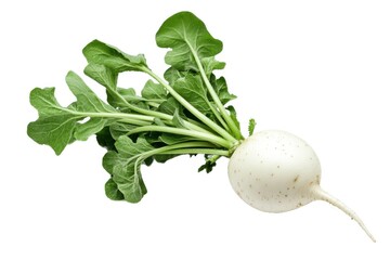 Fresh turnip with green leaves on white background csvgen