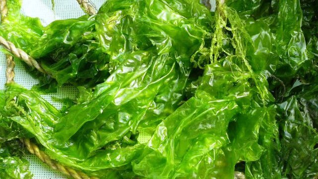 A close-up view of a macroscopic algae with a leaf-like flattened thallus and a light to dark green color. Sea lettuce is a new food source for humans.