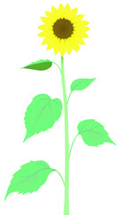 Fototapeta premium Isolated Sunflower Flat Design Art 1 (clothing print)