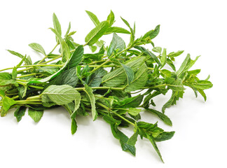 Leaves of green mint.