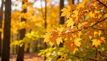 Fototapeta premium Autumn Leaves Glowing in Sunlight Against a Forest Background 