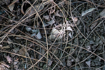 Dry forest floor with fallen leaves and pine needles
