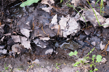 Wet muddy forest floor with fallen leaves and puddles
