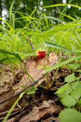 Wild strawberry growing on forest floor

