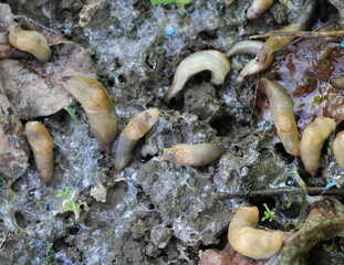 Slugs (molluscs of the gastropod class)  on vegetable crops