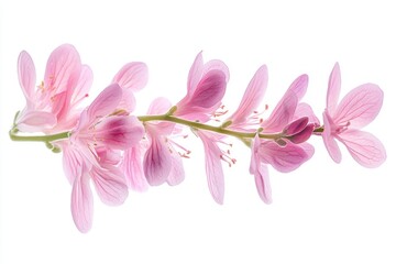 Fototapeta premium A pink flower branch isolated on a white background capturing the gentle blooms and delicate petals in high-definition clarity perfect for nature-inspired designs