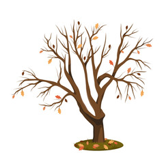Autumn tree with fallen leaves. Vector oak wood without foliage. Symbol for natural seasons. Hardwood fall timber. Forestry wildlife and outdoor ecosystem. Nature conservation sign. Woodland bark.