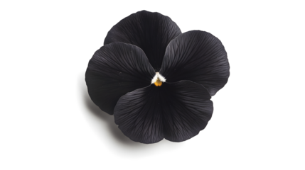 A black flower with a yellow center