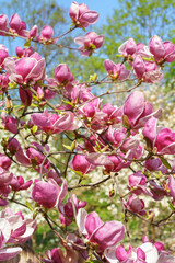 Blooming tree branch with pink Magnolia soulangeana, Alba Superba flowers in park or garden on green background with copy space. Nature, floral, gardening, plant breeding.