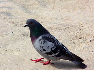 Close up Pigeon on the floor. Profile view of pigeon. Colorful bird.