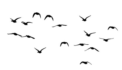 flock of birds silhouette isolated on transparent clear background