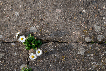 A cracked concrete surface dotted with small pebbles reveals a cluster of green leaves and white...